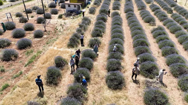 Isparta'nın Lavanta Tarlaları Turistleri Büyülüyor