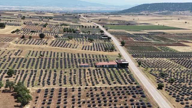 Isparta'nın Lavanta Tarlaları Turistleri Büyülüyor