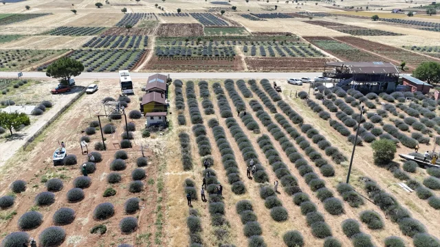 Isparta'nın Lavanta Tarlaları Turistleri Büyülüyor