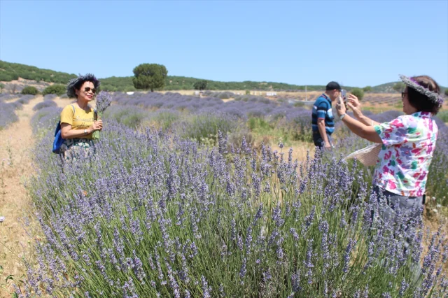 Isparta'nın Lavanta Tarlaları Turistleri Büyülüyor