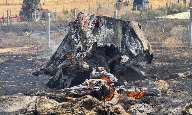 Kırklareli'nde Ceviz Bahçelerinde Büyük Yangın