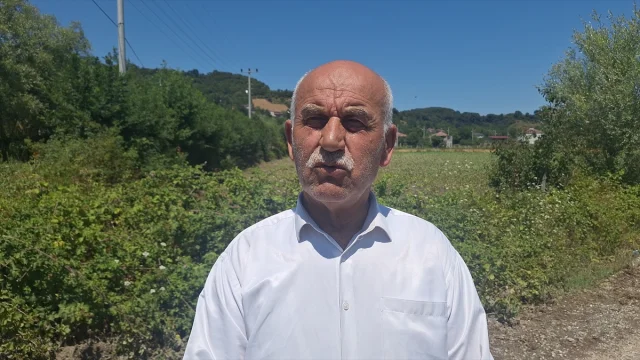 Samsun Bafra'da Su Taşkınları Tarım Arazilerini Vurdu