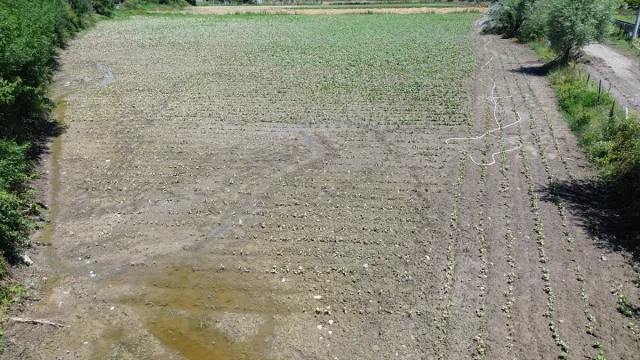 Samsun Bafra'da Su Taşkınları Tarım Arazilerini Vurdu