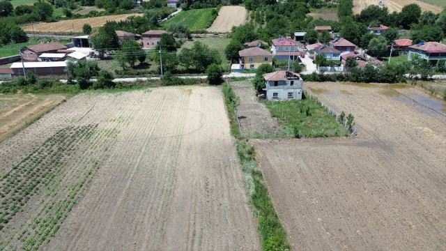 Samsun Bafra'da Su Taşkınları Tarım Arazilerini Vurdu