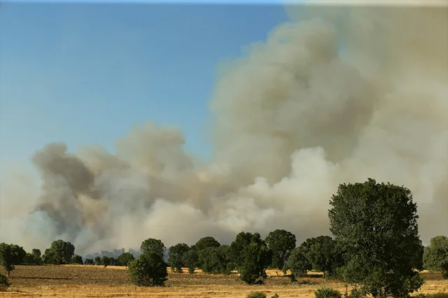 Uşak'ta Tarım Arazisinden Ormana Sıçrayan Yangın: Müdahale Ç...