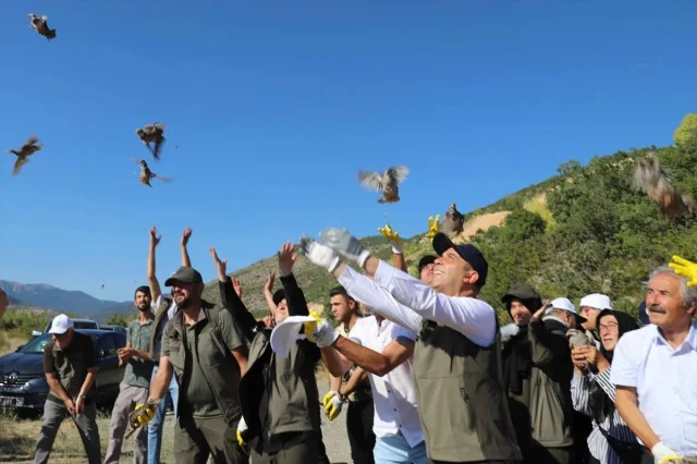 Çankırı'da Yaban Hayatına Destek 600 Kınalı Keklik Salındı