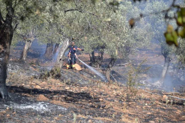 Balıkesir Ayvalık'ta Zeytinlik Yangını: Erken Müdahale ile Kontrol Altına Alındı