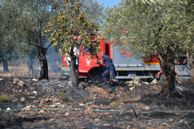 Balıkesir Ayvalık'ta Zeytinlik Yangını: Erken Müdahale ile Kontrol Altına Alındı