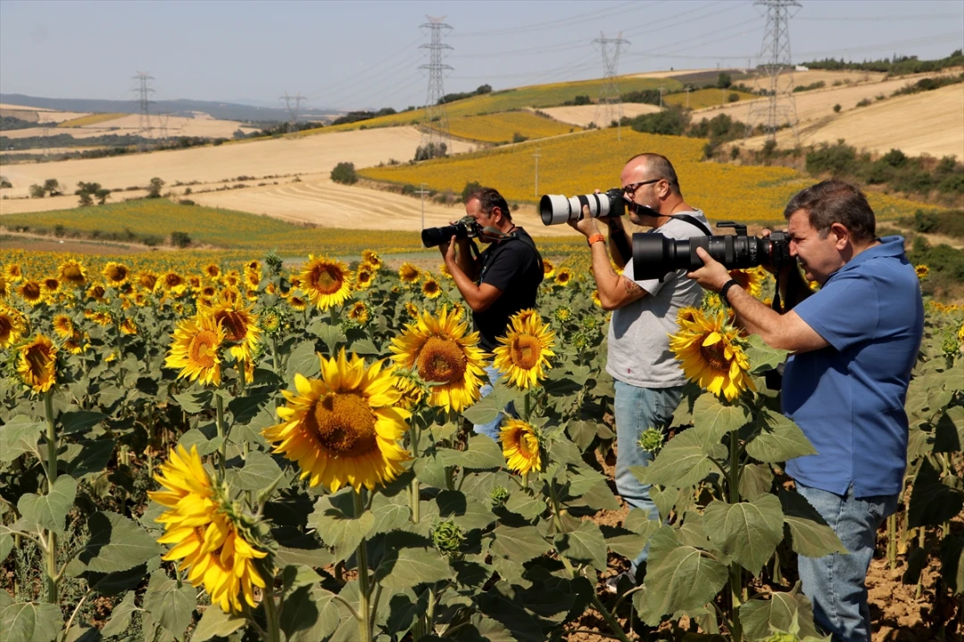 Tekirdağ'ın Ayçiçeği Tarlaları Fotoğrafçıların Gözdesi Oldu
