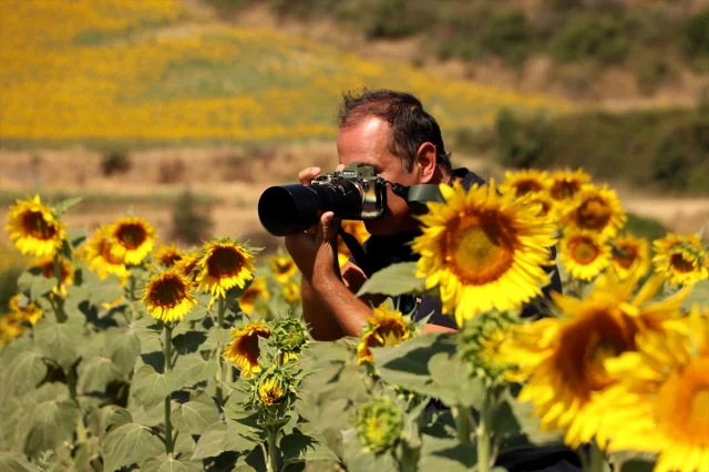 Tekirdağ'ın Ayçiçeği Tarlaları Fotoğrafçıların Gözdesi Oldu