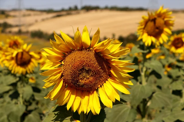 Tekirdağ'ın Ayçiçeği Tarlaları Fotoğrafçıların Gözdesi Oldu