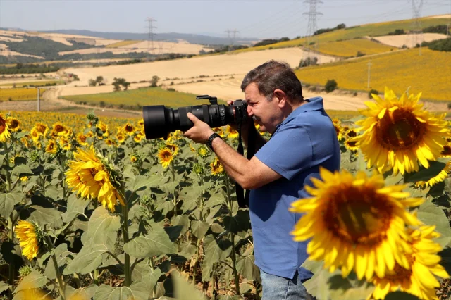Tekirdağ'ın Ayçiçeği Tarlaları Fotoğrafçıların Gözdesi Oldu