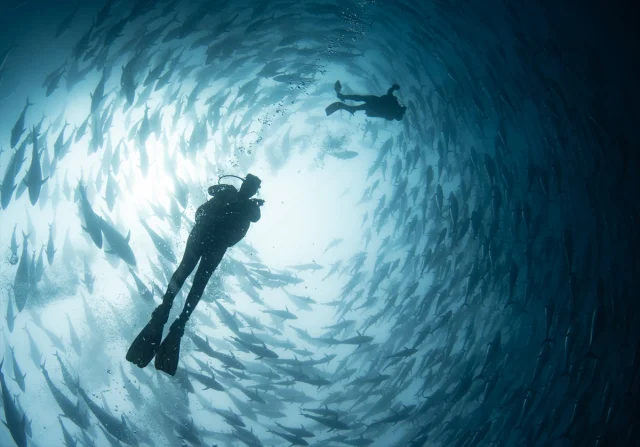 Orkinosların Zorlu Akdeniz Dönüşü İzmir'e Ulaştı