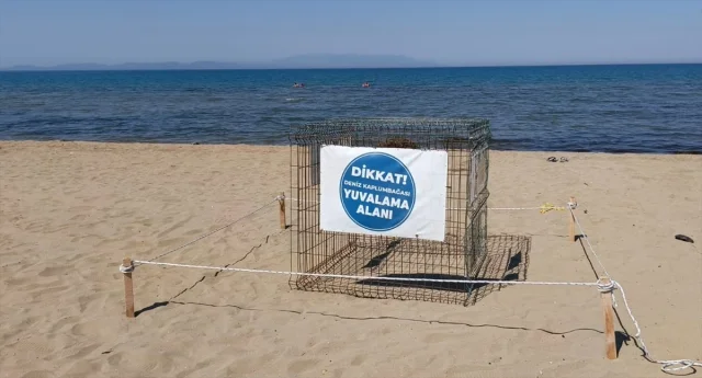 İzmir'de Caretta Caretta Yuvalama Alanları Koruma Altına Alındı
