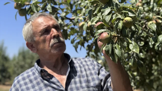 Zonguldak'ta Emekli Madenci Hasan Girgin Deveci Armudu Üreti...