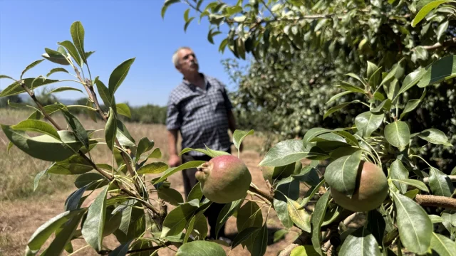 Zonguldak'ta Emekli Madenci Hasan Girgin Deveci Armudu Üretimiyle Yükseliyor