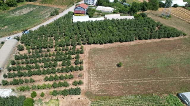 Zonguldak'ta Emekli Madenci Hasan Girgin Deveci Armudu Üretimiyle Yükseliyor