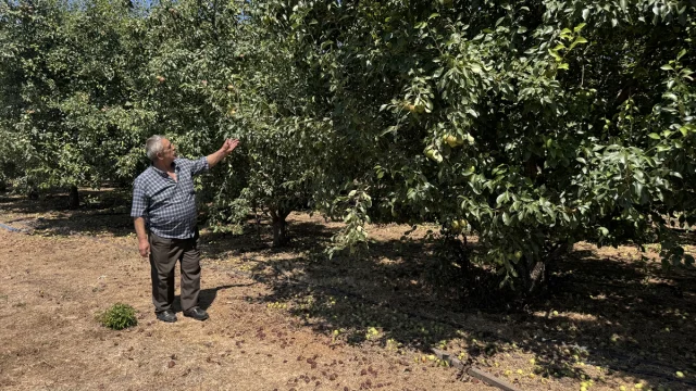 Zonguldak'ta Emekli Madenci Hasan Girgin Deveci Armudu Üretimiyle Yükseliyor