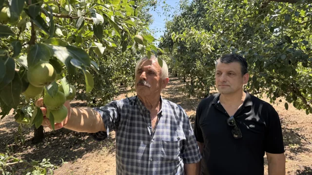 Zonguldak'ta Emekli Madenci Hasan Girgin Deveci Armudu Üretimiyle Yükseliyor