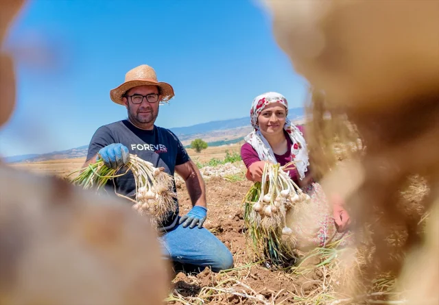 Taşköprü Sarımsağı: Hasat Sezonunun Başrolü