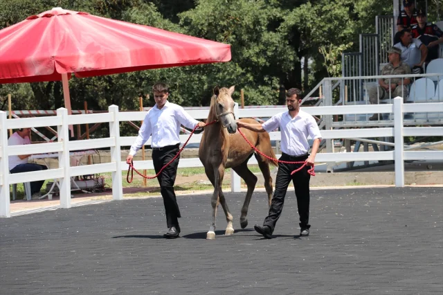 Bursa'da Arap Tayları Açık Artırmada Rekor Fiyata Alıcı Buld...