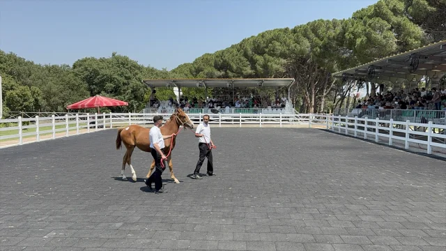 Bursa'da Arap Tayları Açık Artırmada Rekor Fiyata Alıcı Buldu