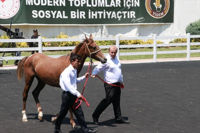 Bursa'da Arap Tayları Açık Artırmada Rekor Fiyata Alıcı Buldu