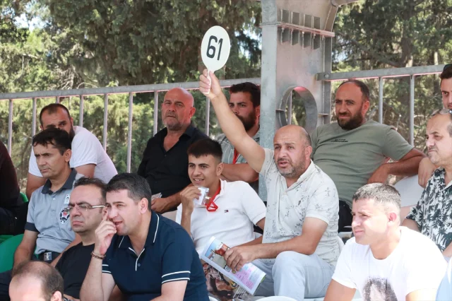 Bursa'da Arap Tayları Açık Artırmada Rekor Fiyata Alıcı Buldu