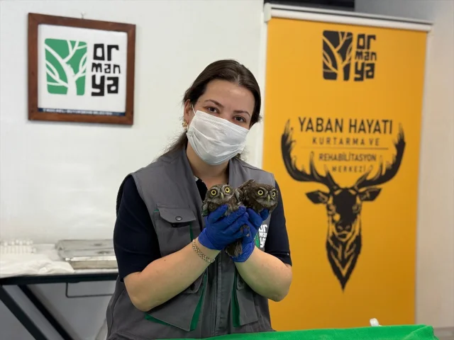 Kocaeli'de İtfaiye Ekibi Evin Bacasında Mahsur Kalan Baykuşl...