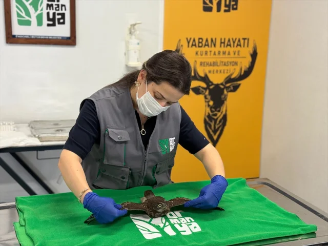 Kocaeli'de İtfaiye Ekibi Evin Bacasında Mahsur Kalan Baykuşları Kurtardı