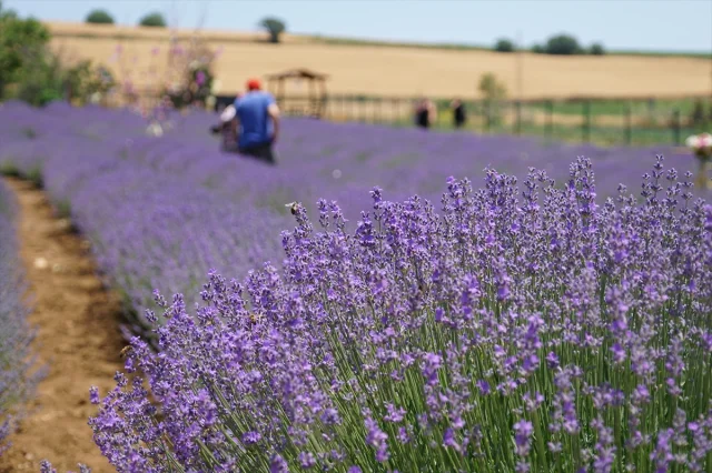 Tekirdağ'ın Lavanta Tarlaları Turistleri Kendine Çekiyor