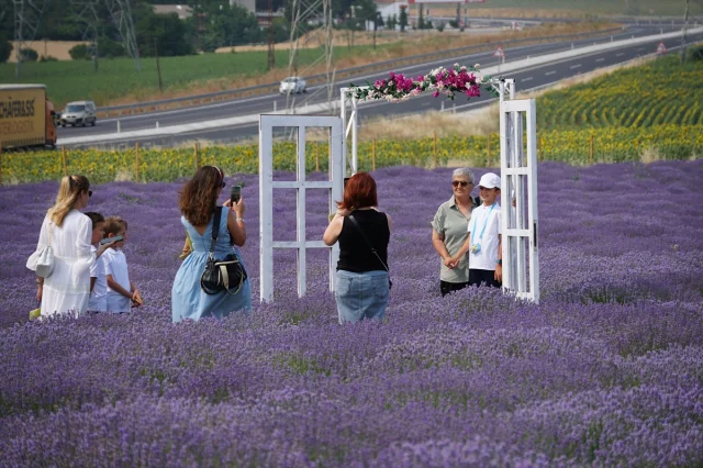 Tekirdağ'ın Lavanta Tarlaları Turistleri Kendine Çekiyor