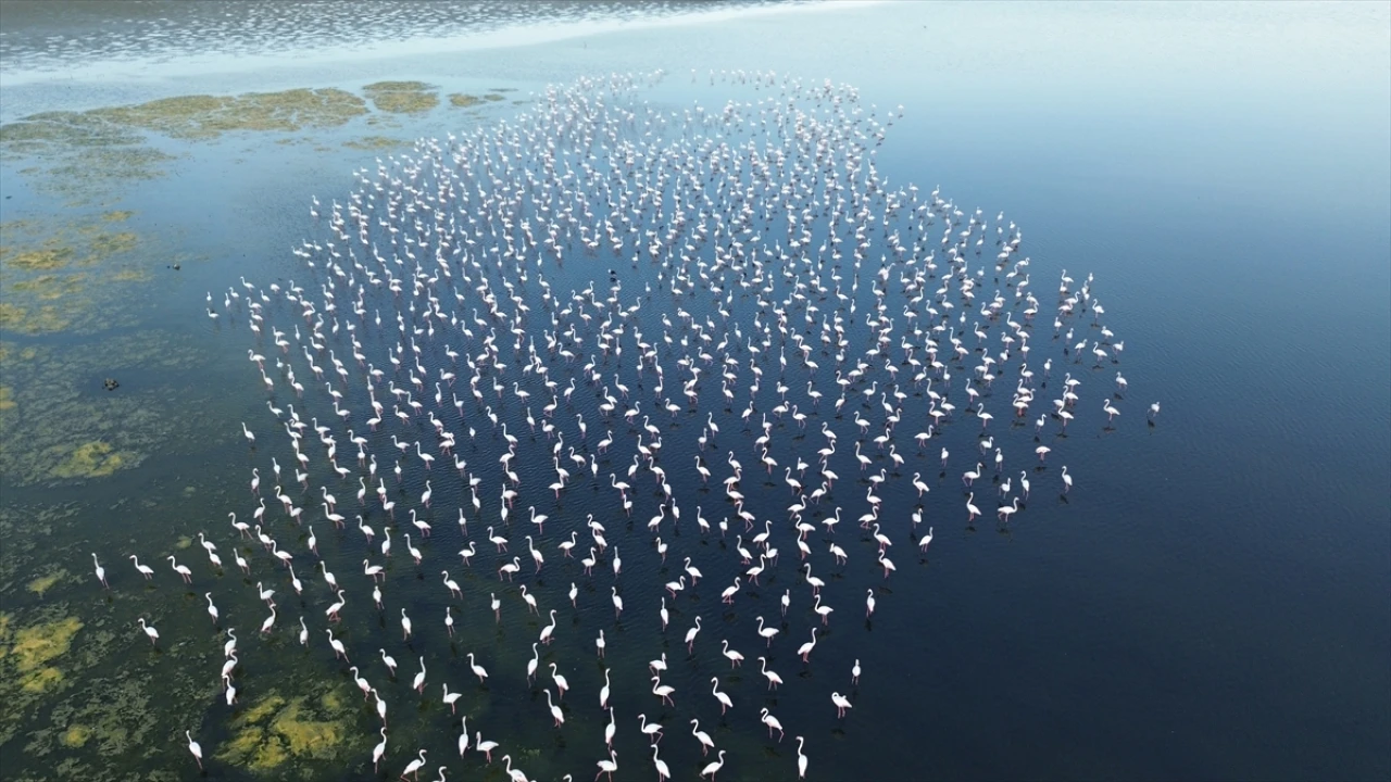 Yozgat'ta Flamingoların Korunması İçin Jandarma Seferber Oldu