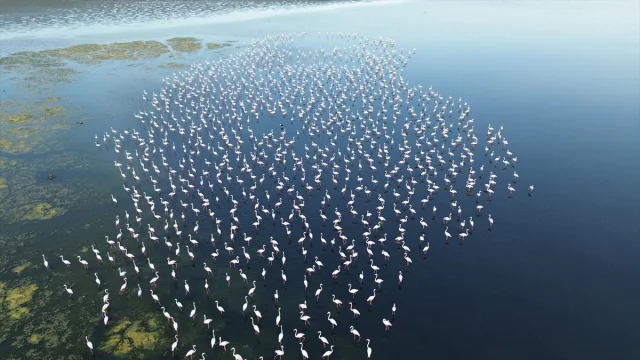 Yozgat'ta Flamingoların Korunması İçin Jandarma Seferber Old...