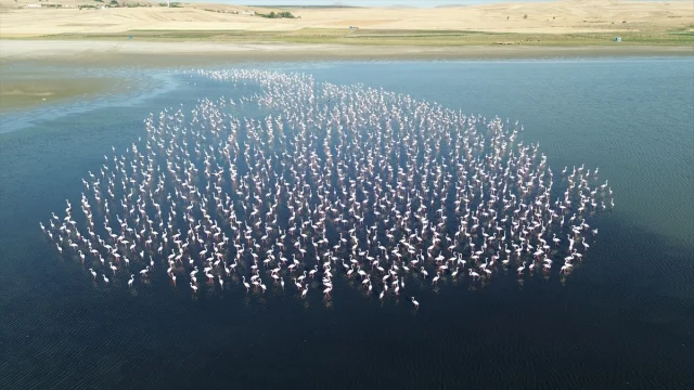 Yozgat'ta Flamingoların Korunması İçin Jandarma Seferber Oldu