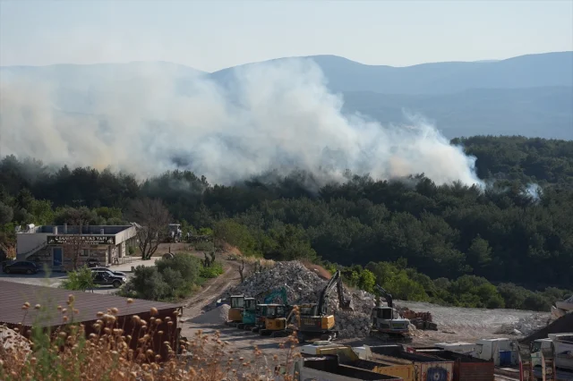 Urla'da Orman Yangını: Ekipler Hızla Müdahale Ediyor