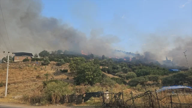 Aydın Çine'deki Yangınlar: Tarım Alanında Büyük Kayıp
