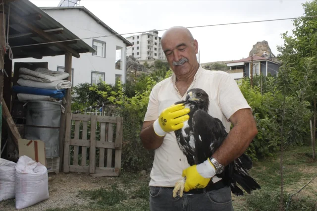 Tunceli'de Kaya Kartalına Şefkat Eli Uzandı