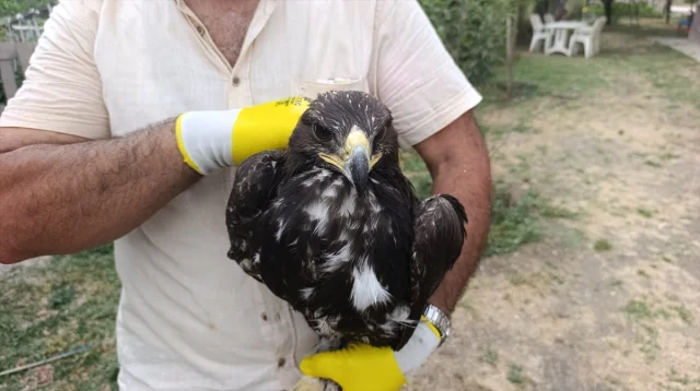 Tunceli'de Kaya Kartalına Şefkat Eli Uzandı