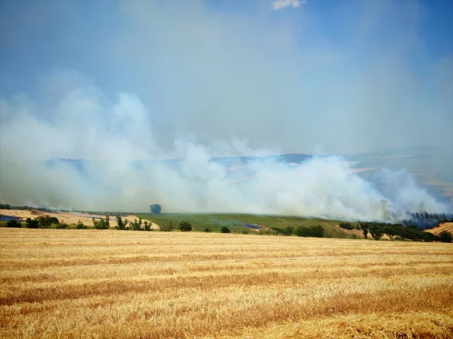 Tekirdağ'daki Anız Yangını Ormanlık Alana Yayıldı