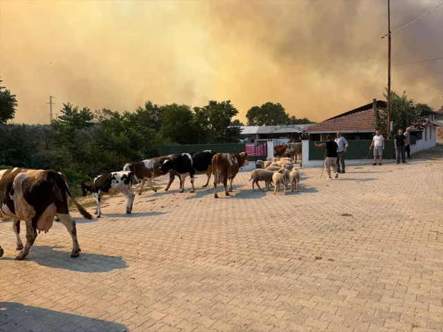 Tekirdağ'da Anız Yangını Büyüyor: Orman ve Yerleşim Yerleri...
