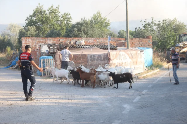Tekirdağ Orman Yangını Çanakkale'yi Tehdit Ediyor: Havadan ve Karadan Müdahale Sürüyor
