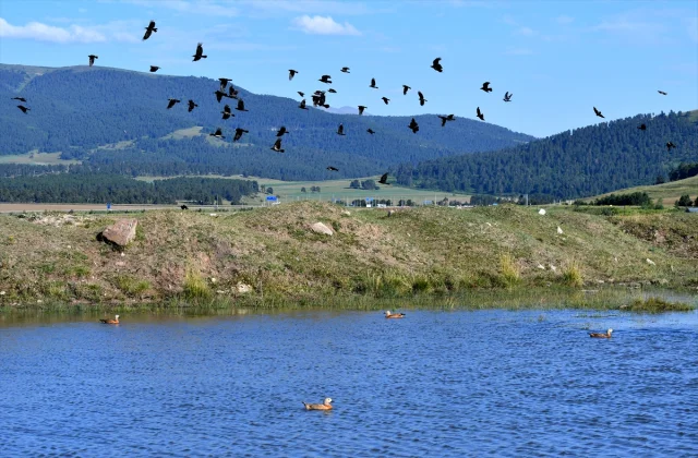 Sarıkamış'ın Sulak Alanları Yaban Kuşlarının Cenneti Oldu