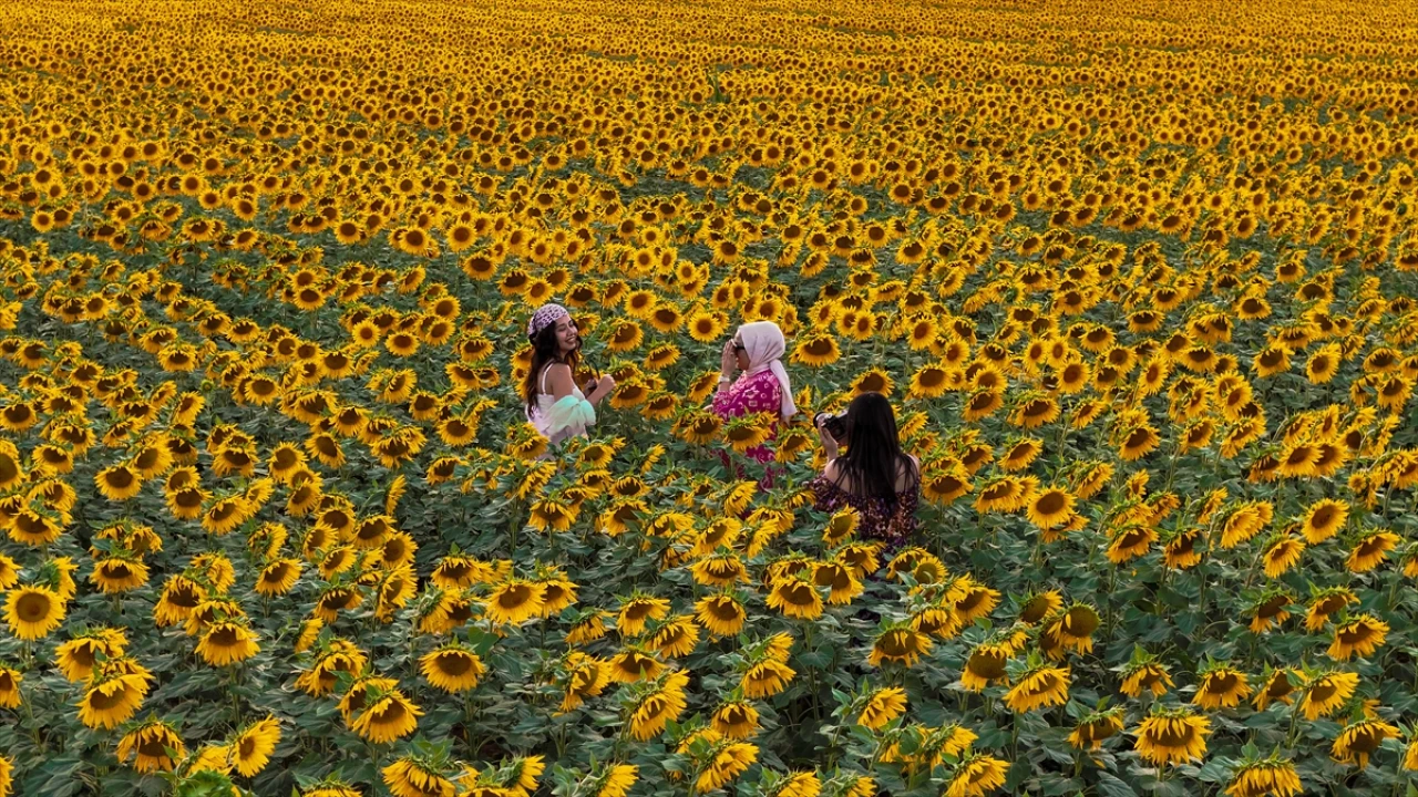 Karaman'ın Göz Kamaştıran Ayçiçeği Tarlaları Ziyaretçileri Etkiliyor