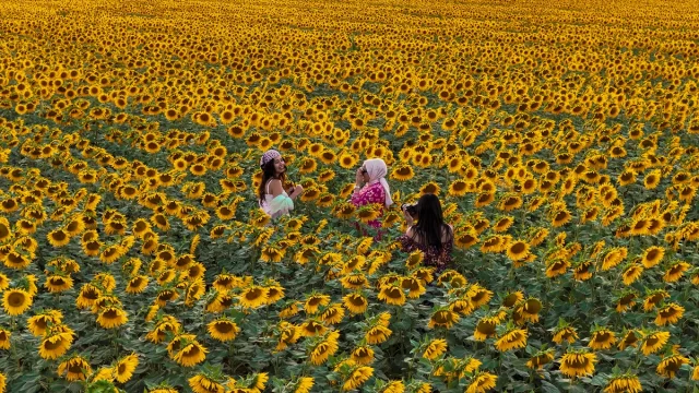 Karaman'ın Göz Kamaştıran Ayçiçeği Tarlaları Ziyaretçileri Etkiliyor