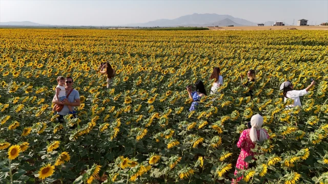 Karaman'ın Göz Kamaştıran Ayçiçeği Tarlaları Ziyaretçileri Etkiliyor