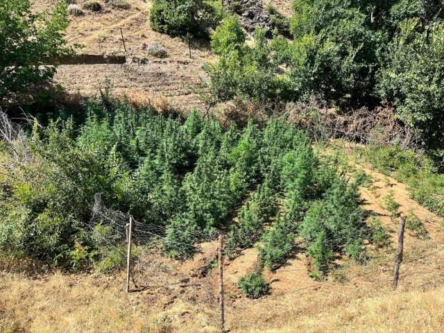 Bingöl'de Uyuşturucuya Büyük Darbe: 1651 Kök Hint Keneviri B...