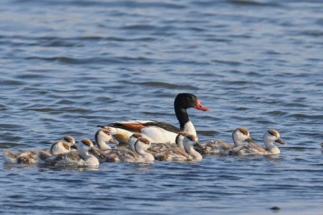 Gaziantep'te Doğal Bir Miras: Suna Kuşları Yavrularıyla Görü...