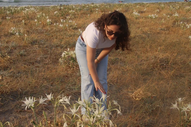 Karadeniz'in Beyaz İncileri Kum Zambaklarıyla Samsun'un Sahi...