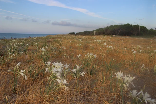 Karadeniz'in Beyaz İncileri Kum Zambaklarıyla Samsun'un Sahilleri Göz Kamaştırıyor